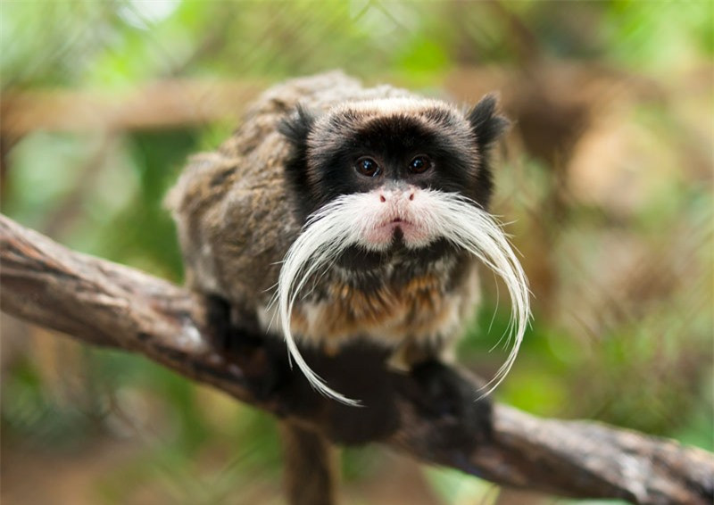 6. Hoàng đế Tamarin. Là loài động vật có vú trong họ Callitrichidae, có nguồn gốc từ Nam Mỹ. Hoàng đế Tamarin có chiều dài từ 23-26cm, cân nặng khoảng 0,5kg. Điều đặc biệt, Loài vật này có chòm râu dài màu trắng.