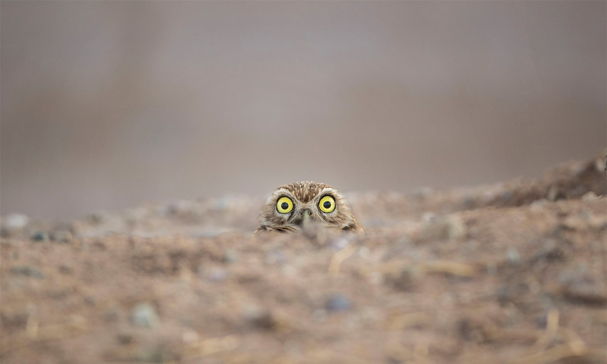 Hình ảnh đáng yêu của một chú cú với khuôn mặt ngạc nhiên và đôi mắt mở to.
