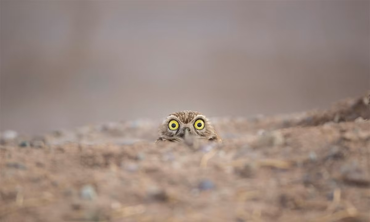 Hình ảnh đáng yêu của một chú cú với khuôn mặt ngạc nhiên và đôi mắt mở to.