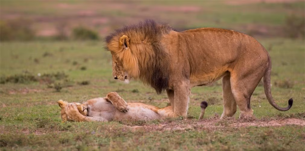 Một cặp đôi sư tử. 