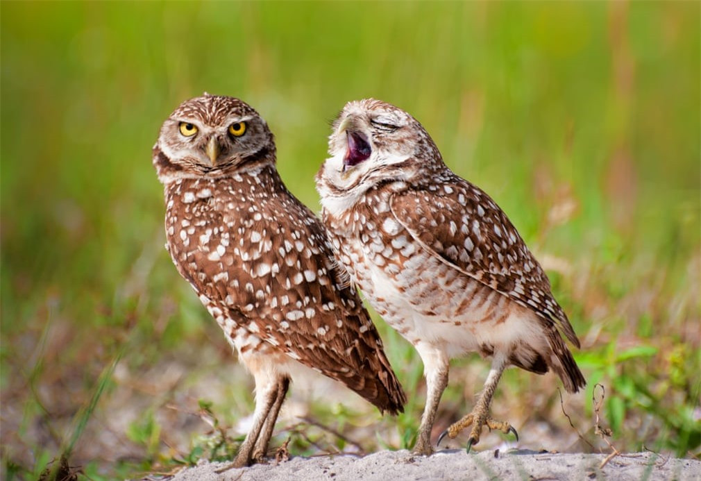 Trong khi người bạn bên cạnh mình có khuôn mặt vô cùng chỉn chu và nghiêm túc thì chú cú này dường như vẫn chưa tỉnh ngủ với một cái ngáp dài.