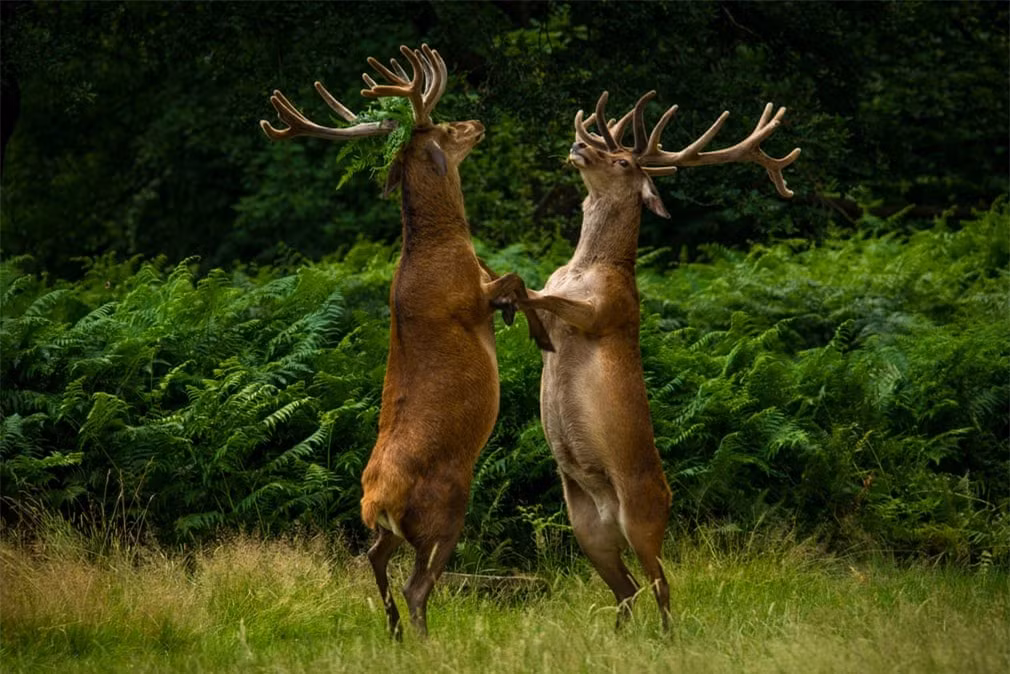 Điệu nhảy giữa rừng xanh của những chú hươu.