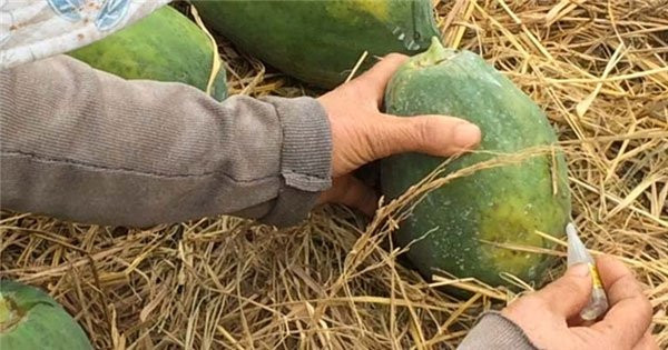 Nguy hiểm khó lường với hoạt chất ép chín trái cây Nguy hiem kho luong voi hoat chat ep chin trai cay