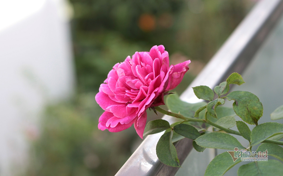 Noi an han cua ba chu bo chong theo tieng goi cua tinh yeu