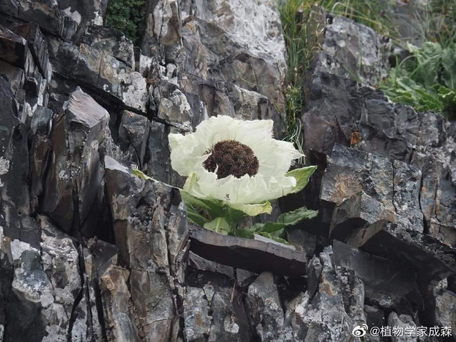 Loai hoa truyen thuyet duoc vi nhu tien duoc, nha giau Viet san lung-Hinh-7