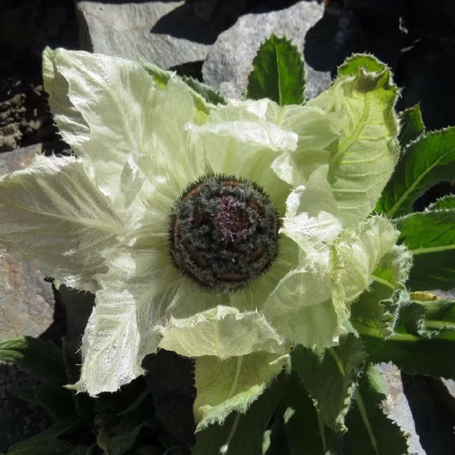 Loai hoa truyen thuyet duoc vi nhu tien duoc, nha giau Viet san lung-Hinh-3