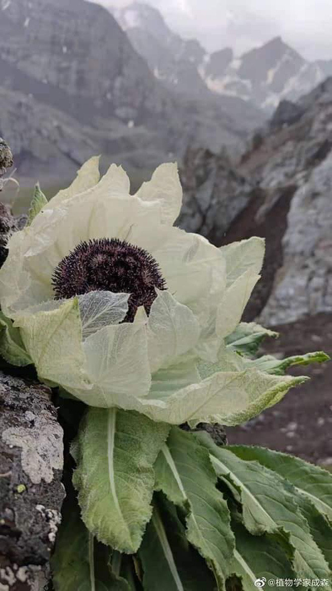 Loai hoa truyen thuyet duoc vi nhu tien duoc, nha giau Viet san lung-Hinh-9