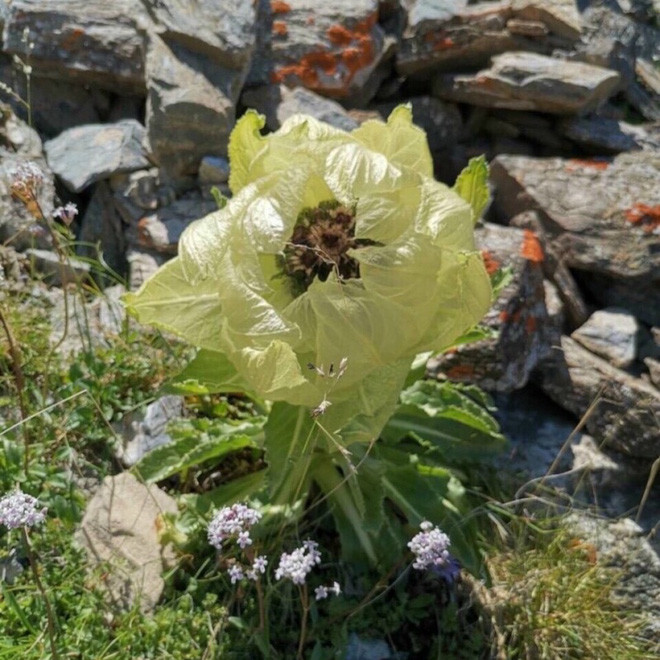 Loai hoa truyen thuyet duoc vi nhu tien duoc, nha giau Viet san lung-Hinh-5