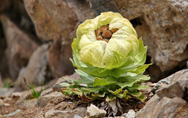 Loai hoa truyen thuyet duoc vi nhu tien duoc, nha giau Viet san lung
