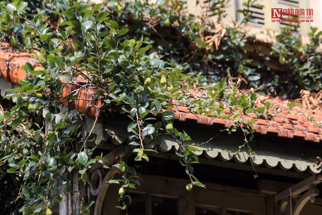 br/> Nhờ vẻ đẹp xanh mát ấn tượng, thời gian gần đây, ngôi biệt thự thu hút khá nhiều vị khách tới xin tham quan, chụp ảnh. Hiện nay, căn nhà đang tạm thời đóng cửa để phòng, chống dịch Covid-19 từ ngày 26/5.