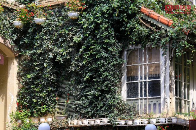 br/> Dàn cây dây leo bám chắc vào tường nhà.