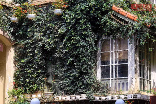 br/> Dàn cây dây leo bám chắc vào tường nhà.
