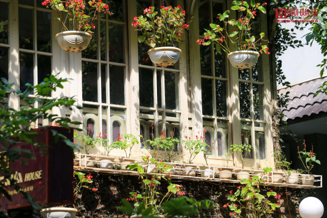 br/> Chủ nhà phải thường xuyên cắt tỉa bớt lá, đặc biệt là khu vực xung quanh cửa sổ.