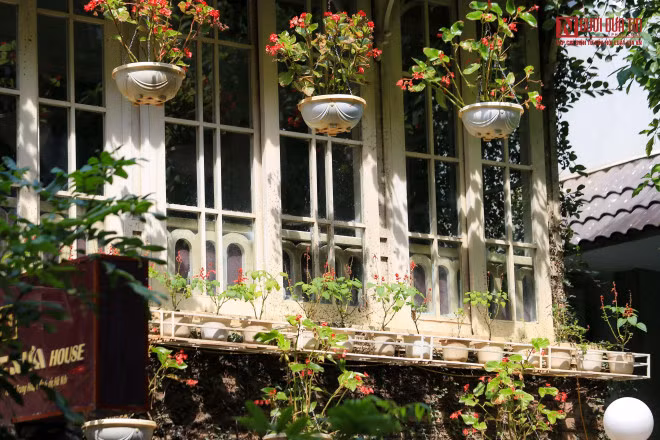 br/> Chủ nhà phải thường xuyên cắt tỉa bớt lá, đặc biệt là khu vực xung quanh cửa sổ.