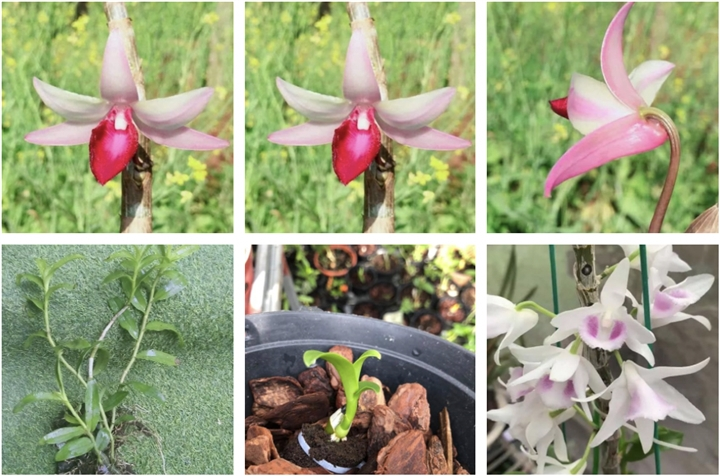 Lan dot bien tien ty bien thanh 