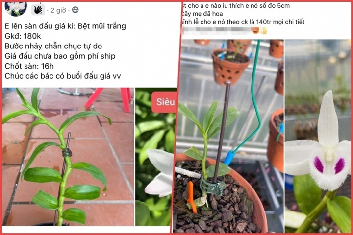 Lan dot bien tien ty bien thanh 