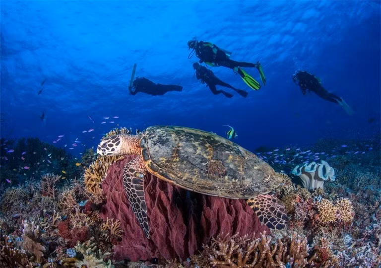 Khám phá 10 rạn san hô nổi tiếng trên thế giới ảnh 6