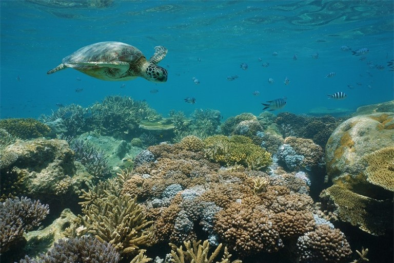Khám phá 10 rạn san hô nổi tiếng trên thế giới ảnh 3