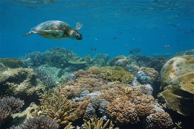 Khám phá 10 rạn san hô nổi tiếng trên thế giới ảnh 3
