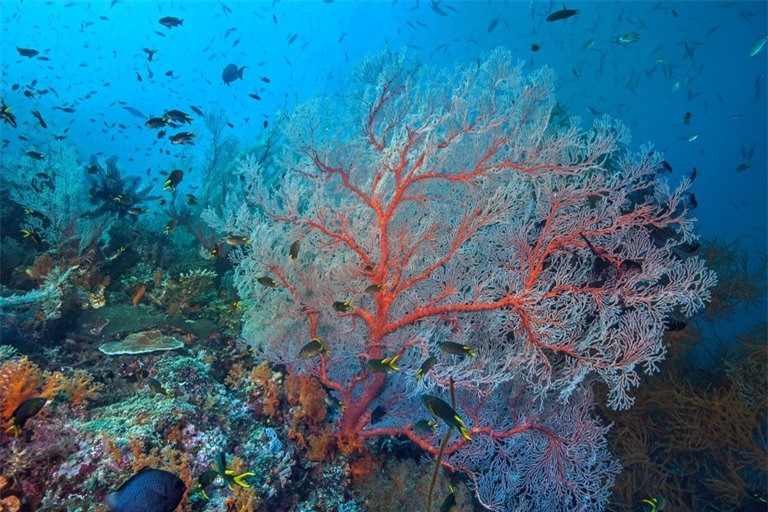 Khám phá 10 rạn san hô nổi tiếng trên thế giới ảnh 7