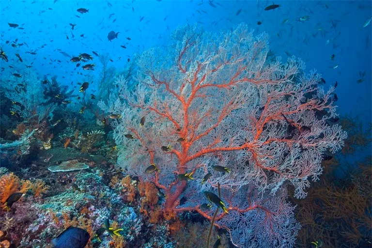 Khám phá 10 rạn san hô nổi tiếng trên thế giới ảnh 7