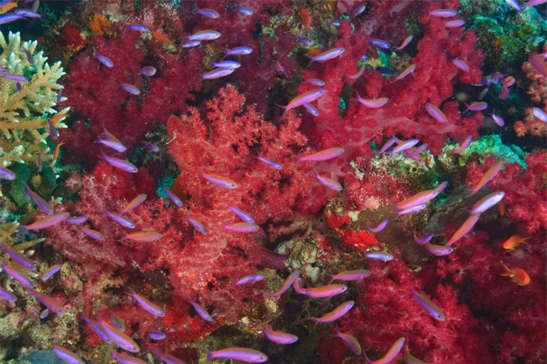 Khám phá 10 rạn san hô nổi tiếng trên thế giới ảnh 5