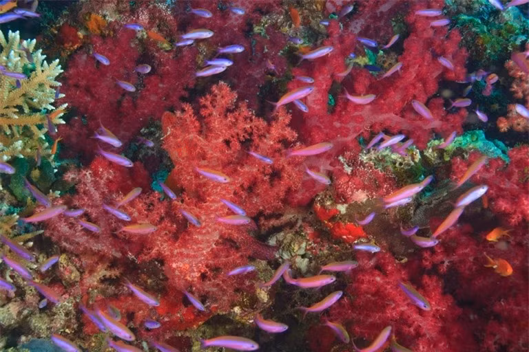 Khám phá 10 rạn san hô nổi tiếng trên thế giới ảnh 5