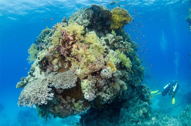 Khám phá 10 rạn san hô nổi tiếng trên thế giới ảnh 4