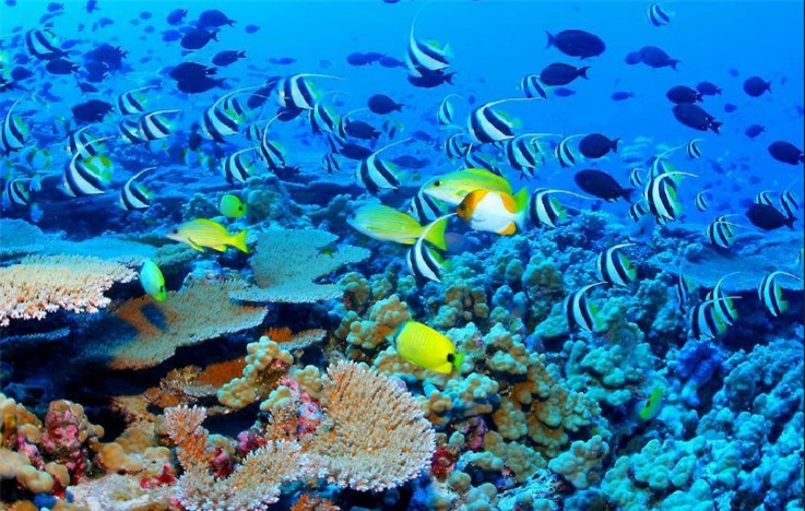 Khám phá 10 rạn san hô nổi tiếng trên thế giới ảnh 10