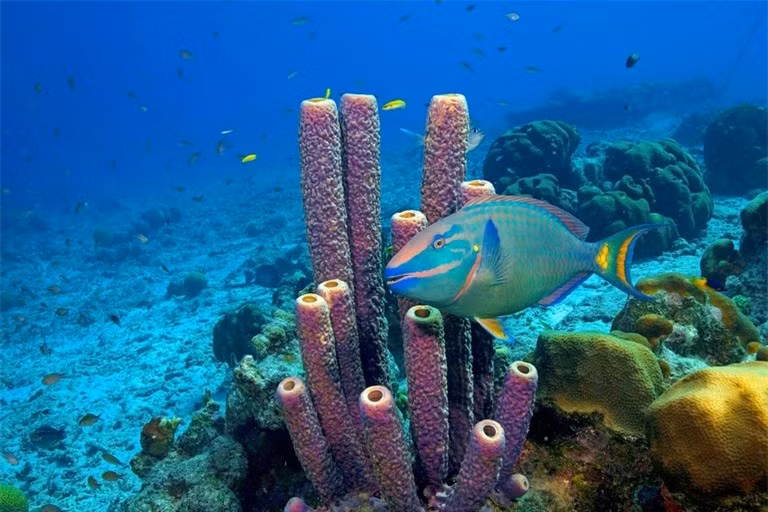 Khám phá 10 rạn san hô nổi tiếng trên thế giới ảnh 9