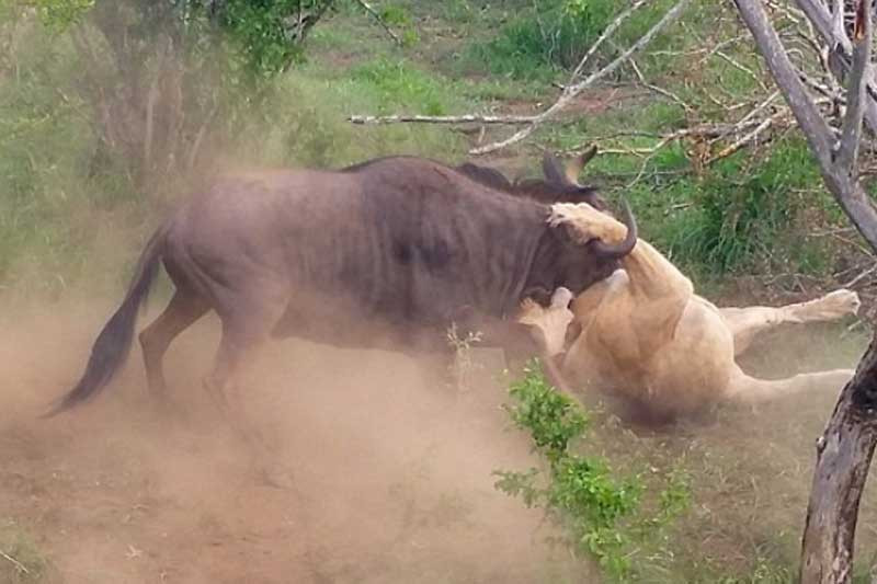 Nhờ thân hình to lớn, linh dương đầu bò đã hạ gục được kẻ đi săn khá dễ dàng.