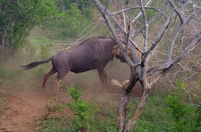 Rất nhanh, linh dương đầu bò đã đứng dậy, phản công lại "lãnh chúa đồng cỏ".
