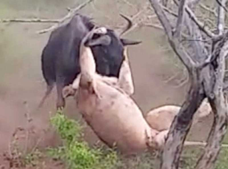 Nó cho kẻ đi săn "ra bã".