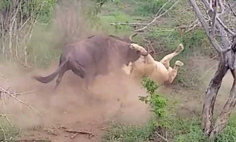 Sự việc xảy ra tại khu bảo tồn Amakhasi, Zululand, Nam Phi.