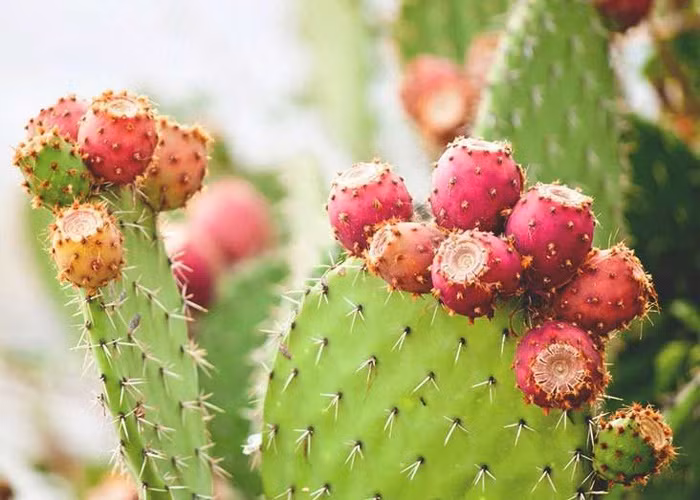 Loai qua dai o Viet Nam, ra nuoc ngoai dong hop ban 300.000 dong/6 qua-Hinh-3