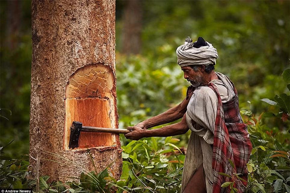 Đó là những người Raute thuộc vùng Surkhet ở miền Đông Nepal. Họ có khoảng 150 người duy trì lối sống săn bắt, hái lượm. Họ đặc biệt có kỹ năng bẫy khỉ để làm thức ăn.