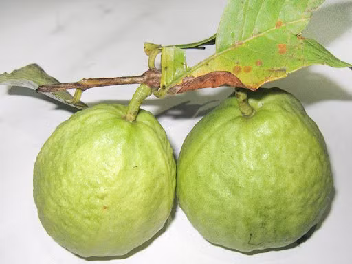 Cu chon dung qua co diem nay la oi gion ngon tuyet hao