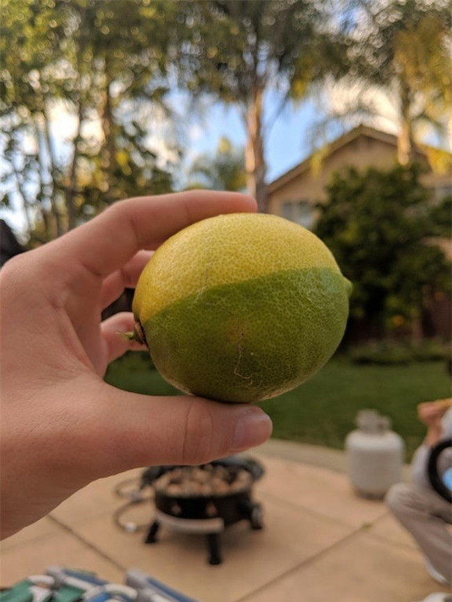 Khi mẹ bạn thích ăn chanh xanh, bố bạn lại thích ăn chanh vàng thì trồng ra được quả chanh như này là vẹn cả đôi bên. 