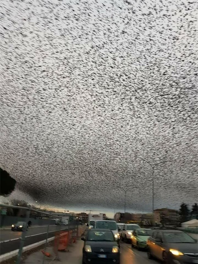 Quang cảnh bầu trời như được chăng lưới đen này thực chất là bầy chim di cư được chụp tại Rome. 