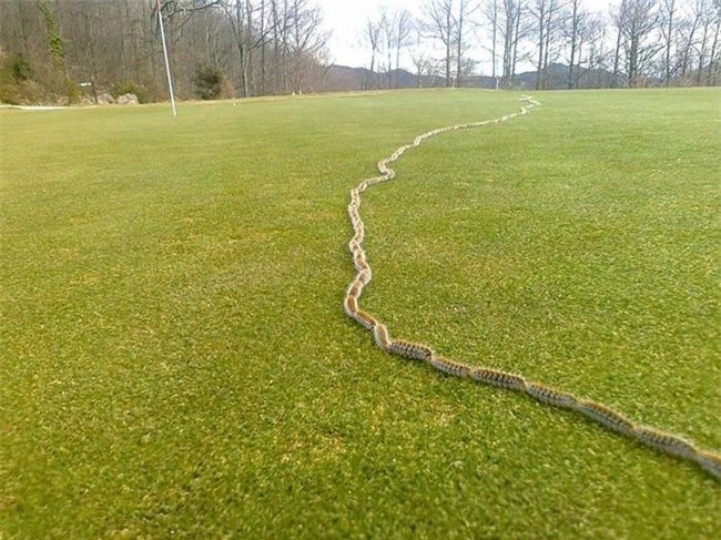 "Hàng rào" ngoằn ngoèo uốn lượn này được tạo thành từ những con sâu bướm Úc. 