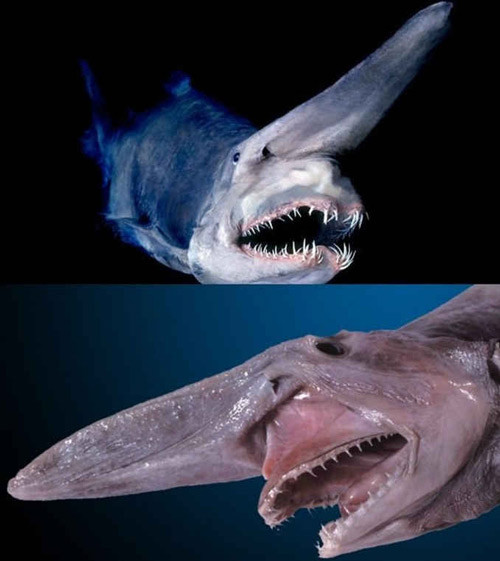 Nhung loai dong vat quy hiem bac nhat the gioi