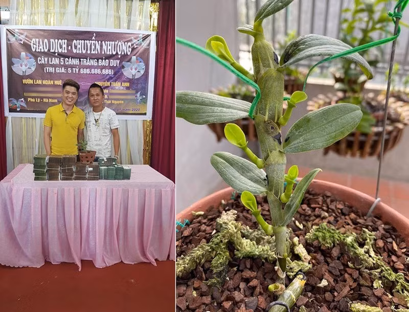 Nhung thuong vu mua ban lan dot bien gia gay soc-Hinh-7