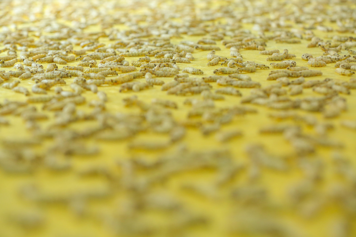 Doc dao cach lam khau trang do hang ngan con tam tu det-Hinh-3