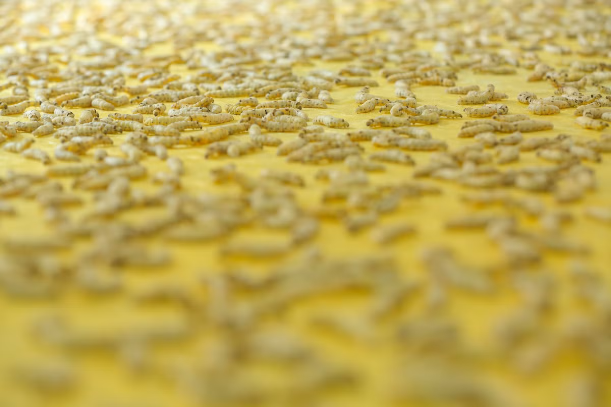 Doc dao cach lam khau trang do hang ngan con tam tu det-Hinh-3