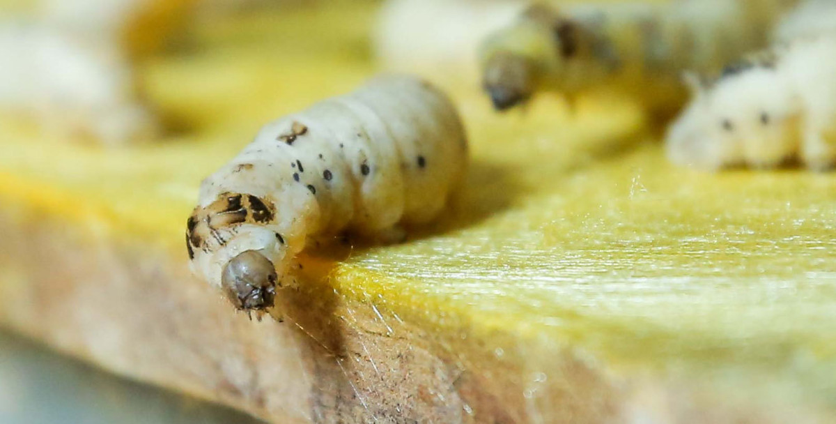 Độc đáo cách làm khẩu trang do hàng ngàn con tằm tự dệt Doc dao cach lam khau trang do hang ngan con tam tu det