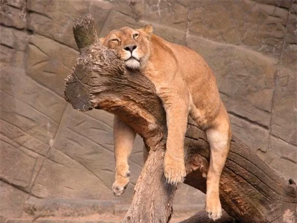 br/> Chú sư tử cái này quên cả săn mồi vì bận ngủ. 