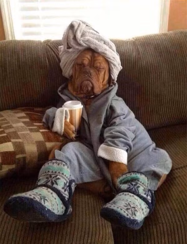 br/> Chú chó này ngủ say sưa trong tấm áo choàng tắm. 