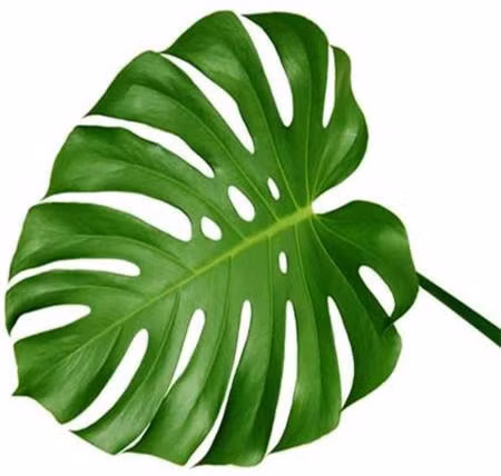 Khám phá công dụng chữa sỏi thận "vi diệu" của lá trầu bà ảnh 1 Khám phá công dụng chữa sỏi thận "vi diệu" của lá trầu bà ảnh 1