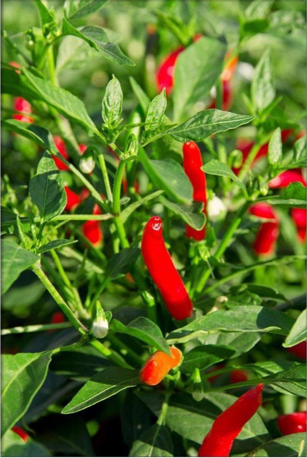 Loai qua ra cho xin cung duoc cho khong, o day rao ban 670.000 dong/kg-Hinh-2