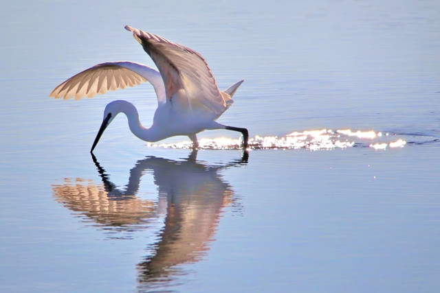 ò trắng săn mồi tại vùng nước nông ở Vườn quốc gia South Downs, Vương quốc Anh. Ảnh: John Lauper.